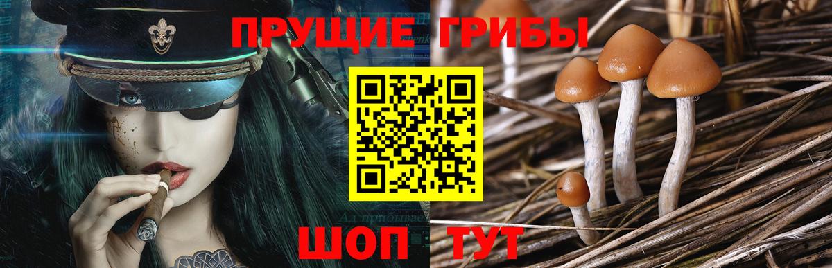 Шадринск  купить наркотик  Галлюциногенные грибы Psilocybe  Вход с VPN  Псилоцибиновые грибы мицелий 